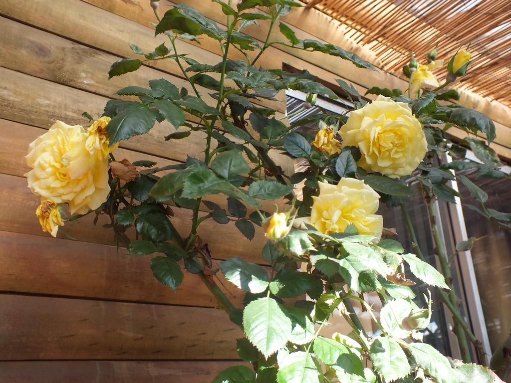 Concepción Hostal Mi Segundo Hogar מראה חיצוני תמונה